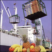 fruit exports