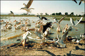 Gulls and pelicans, Lake Zwai