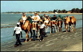 Camels line on Tanji beach