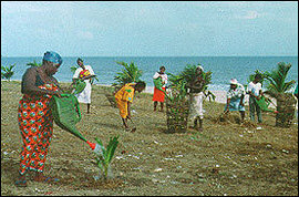 Women in Greater Accra engaged in coconut and pine trees planting to stop sea erosion.