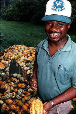 Cocoa Farmer