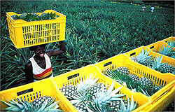 Pineapple Harvest