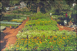Flower Nursery. Kenya is one of the world top exporters of flowers