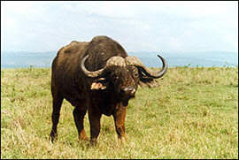 A buffalo, one of the Big Five African animals not afraid of men