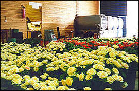 Flowers are treated for export at the Export Processing Zones