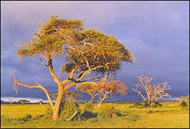 Dramatic scenery at the Amboseli National Park
