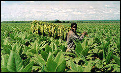 Tobacco has been the mainstay of the Malawi Economy for close to eighty years