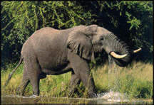 Malawi’s national parks are the scene of rich wildlife