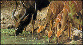 Nyala antelope
