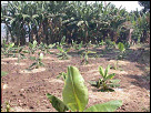 Experimental banana cultivation