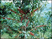 Coffee tree with ripe cherries