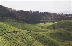 RWANDA TEA, PRIDE OF THE COUNTRY