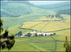 GISOVU TEA FACTORY ONE OF THE BEST TEA GROWING AREA IN KIBUYE PROVINCE WITH HIGH QUALITY TEA, USEFUL REDDISH COLOUR, FULL OF PUNGENCY AND ATTRACTIVE FLAVOUR.