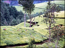THE CLIMATE IN RWANDA ALLOWS TEA TO BE GROWN AND PLUCKED THROUGHOUT THE YEAR