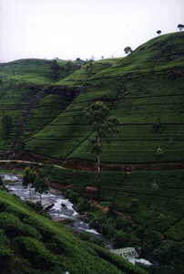 Mountain Stream in Nuwara Eliya