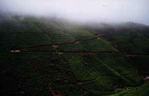 Tea Plantations at Nuwara Eliya