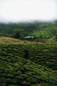 More Tea Plantations near Nuwara Eliya