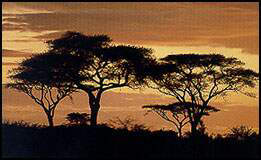 The beauty of the African Savannah