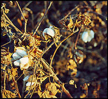 Uzbek white gold, cotton in autumn