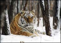 The Famous Amursky Tiger