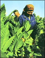 TOBACCO FARMERS