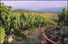 BULGARIAN WINERY