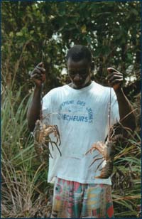 LANGOUSTES LOCALES