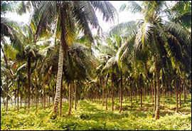 Coconut tree plantations in Sassandra