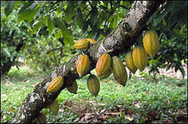 Cocoa Beans