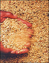 Coffee beans, one of the largest agricultural export sector of Côte d'Ivoire