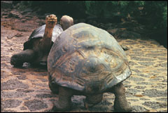 GALAPAGOS TURTLES