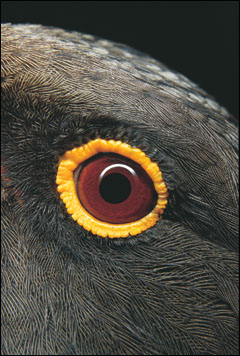 animal eyes