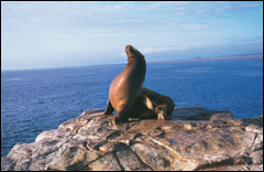 Galapagos