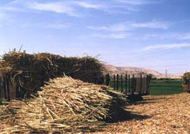 Sugar cane crops