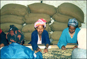 Final process : women selecting the coffee beans