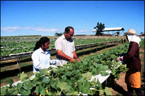 Fiji Agriculture workers