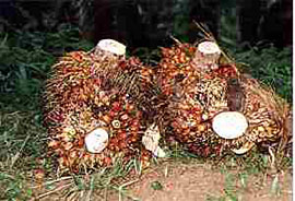 Ghana Oil Palm Development Company, a successful privatized company.
