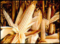 Malawi maize