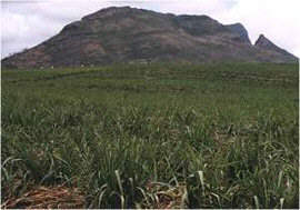 Mauritius has long been over dependent of its agriculture, and specially of sugar.