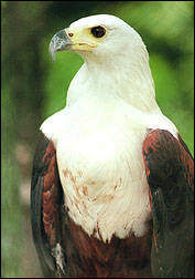African river eagle, the Nigerian emblem