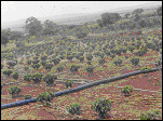 Coffee Plantation (2001)