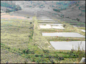 Pisciculture, Butare (1987)