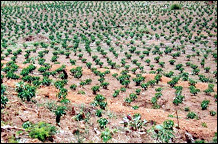 Coffee estate