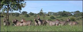 Zebras in Akagera National Park