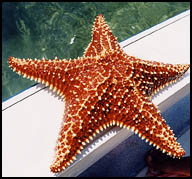 Star fish