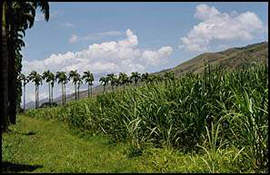 Hacienda Santa Teresa, the leading rum producer